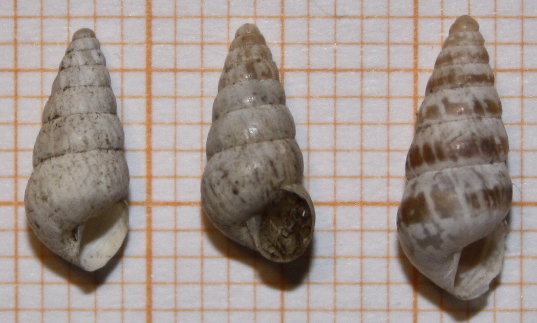 Cochlicella acuta?